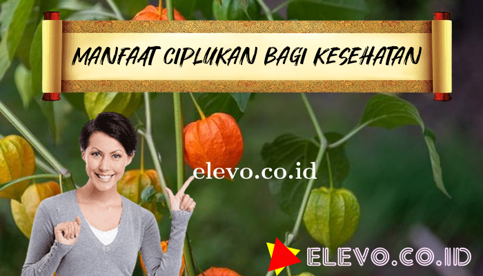 Mengenal Manfaat Dari Buah Ciplukan ,Dapat Turunkan Kolesterol