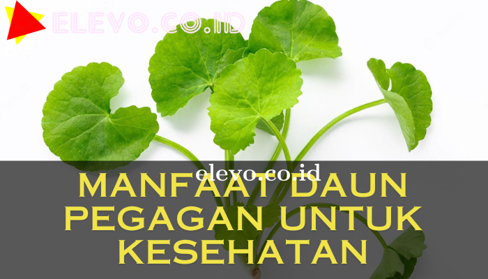 Manfaat Daun Pegagan Untuk Kesehatan Yang Termasuk Obat Herbal Alami