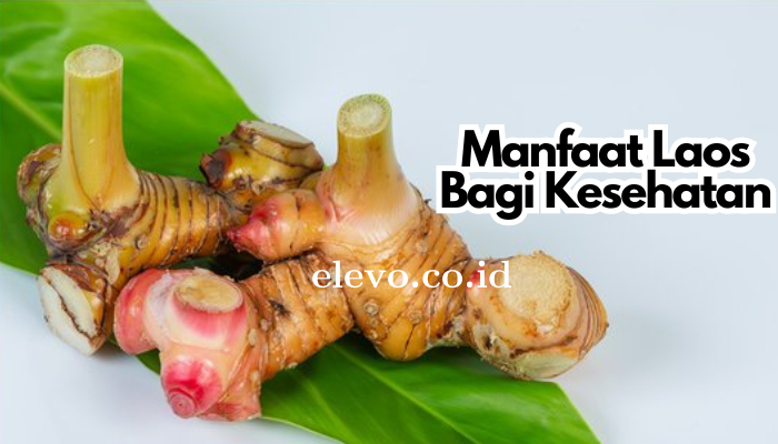 Manfaat Laos Bagi Kesehatan