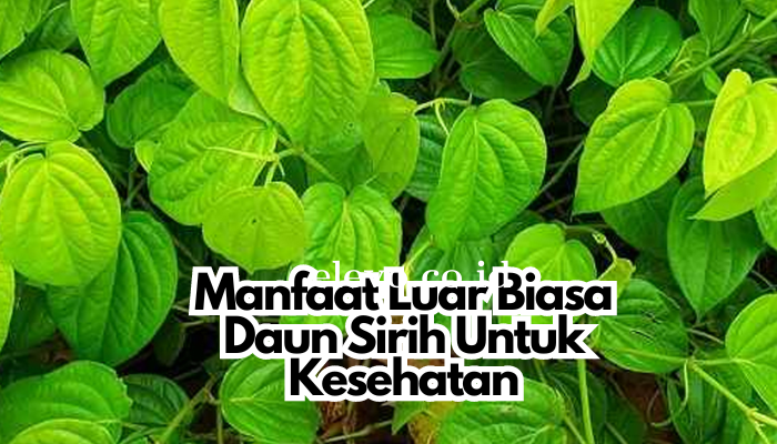 Manfaat Luar Biasa Daun Sirih Untuk Kesehatan