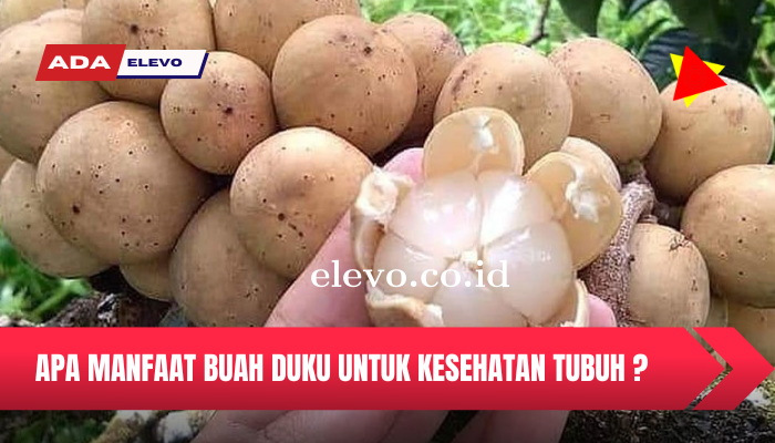 Mengenal Manfaat Dari Buah Duku Bagi Kesehatan Kita yang Wajib di Ketahui