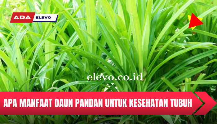 Mengenal Manfaat Daun Pandan Bagi Kesehatan Beserta Kandungannya Lengkap