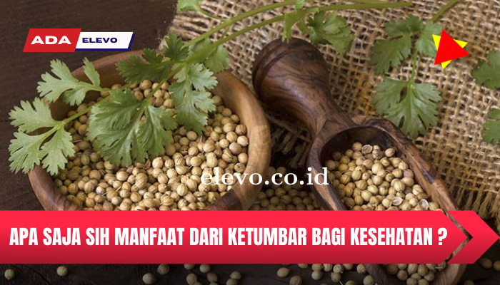 Mengenal Apa Aja Sih Manfaat Dari Ketumbar Bagi Kesehatan Kita 