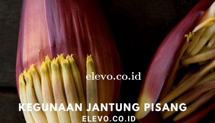 Kegunaan Jantung Pisang Bagi Kesehatan