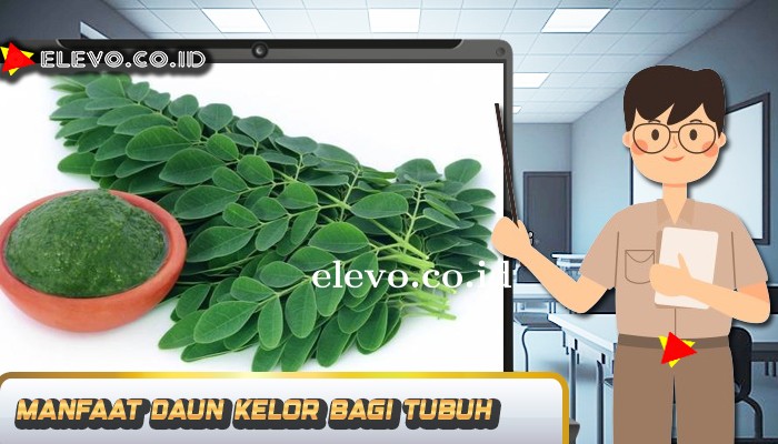 Manfaat Daun Kelor Bagi Kesehatan Tubuh Yang Bagus