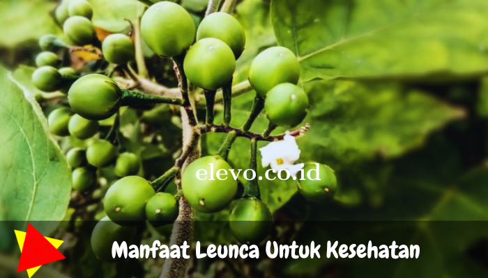 Manfaat Leunca Untuk Kesehatan yang Banyak Khasiatnya!