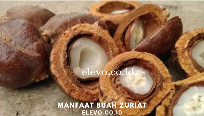 Manfaat Buah Zuriat Bagi Kesehatan Kita