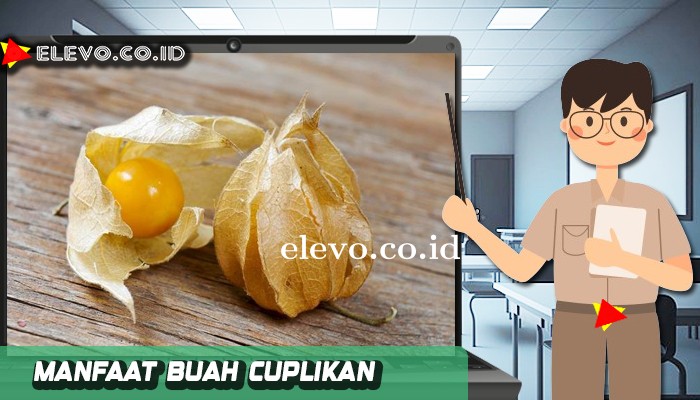 Manfaat Buah Ciplukan Bagi Kesehatan Jaman Sekarang !