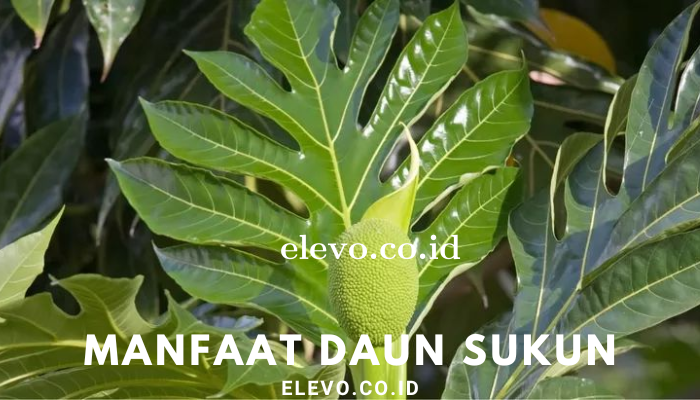 Fungsi Daun Sukun Bagi Kesehatan Kita