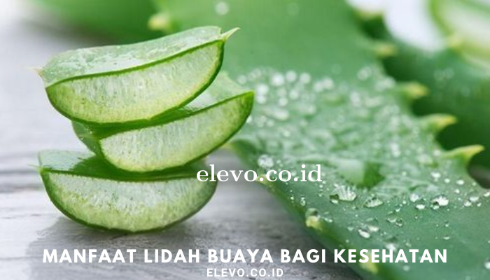 manfaat_lidah_buaya_bagi_kesehatan.png