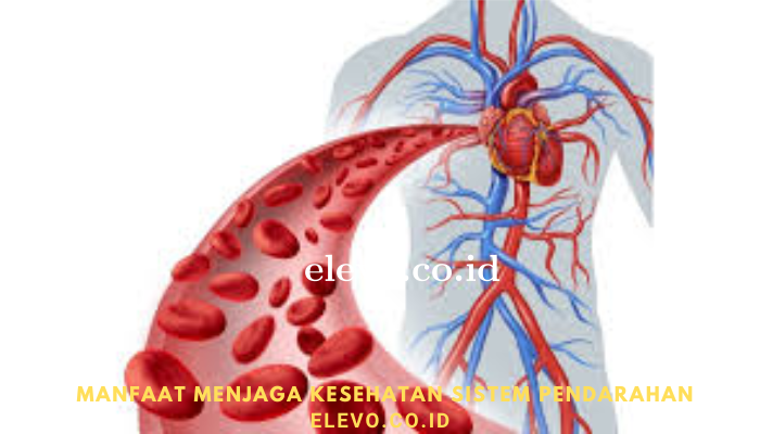 Manfaat Menjaga Kesehatan Peredaran Darah Pada Tubuh Kita